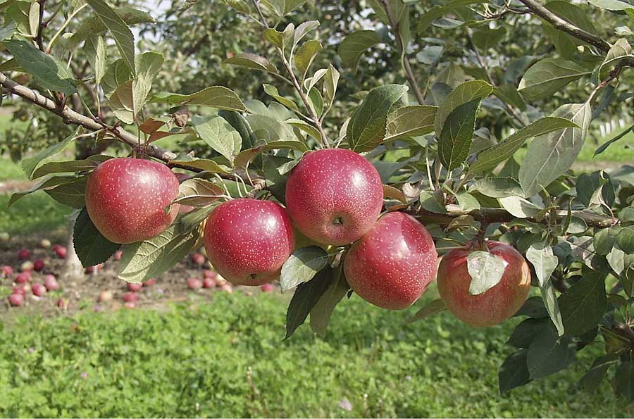 Ripe SweeTango apples in the orchard of a grower in the Next Big Thing cooperative. <b>(Courtesy Next Big Thing)</b>