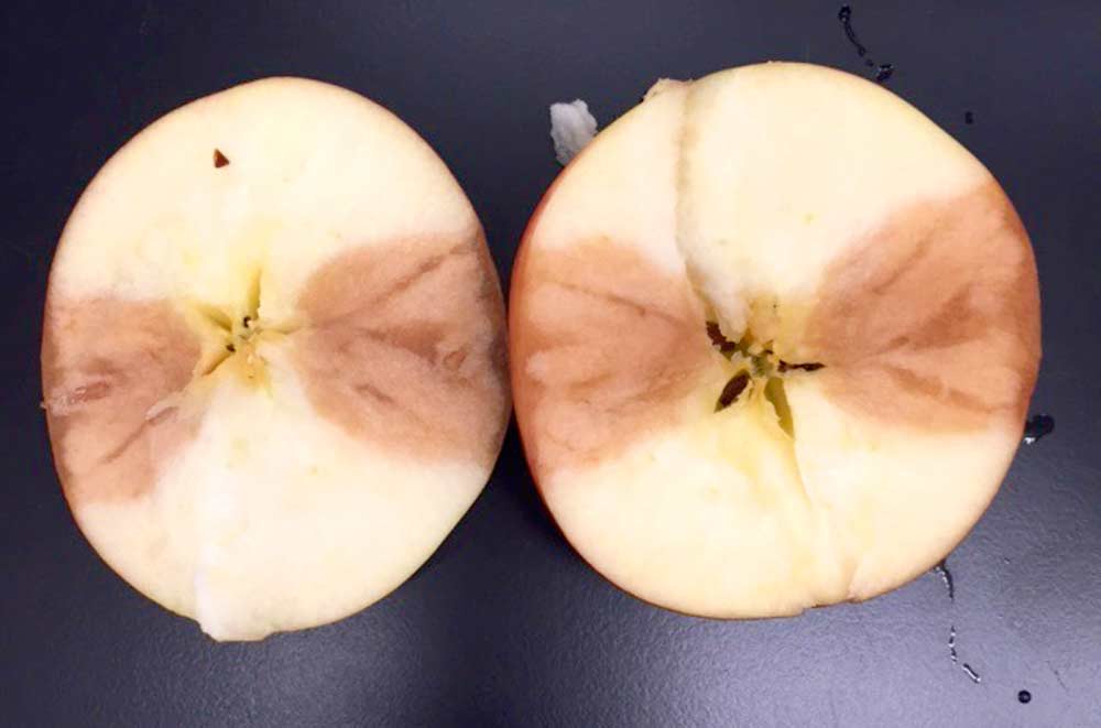 One way to distinguish Paecilomyces rot from other types of similar-looking rot, is to look for rings within a circular bruise on the surface of the apple. The rings are more visible on lighter-skinned apples, such as the Golden Delicious seen here.