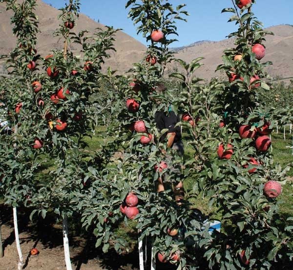 The new variety Mairac in being grown in a test plot in the Wenatchee, Washington, area.