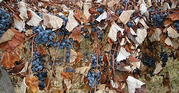 These Concord grapes near Quincy, Washington, were hit by the early October freeze and left unharvested.