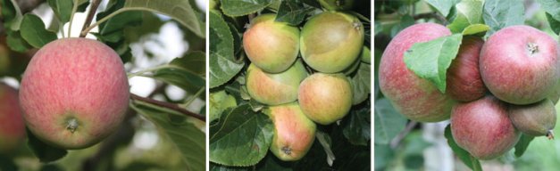 Left: The bittersweet apple Harry Master’s Jersey. Bittersweet apples are in big demand. Center: Yarlington Mill, a traditional bittersweet English cider variety. Right: Kingston Black is a much sought-after bittersharp cider apple.