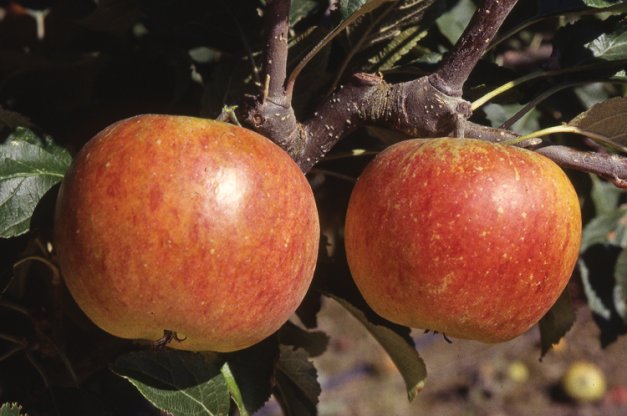 Cox’s Orange Pippin is a firm, juicy, full-flavored apple with an orange-red skin and cream-colored flesh.