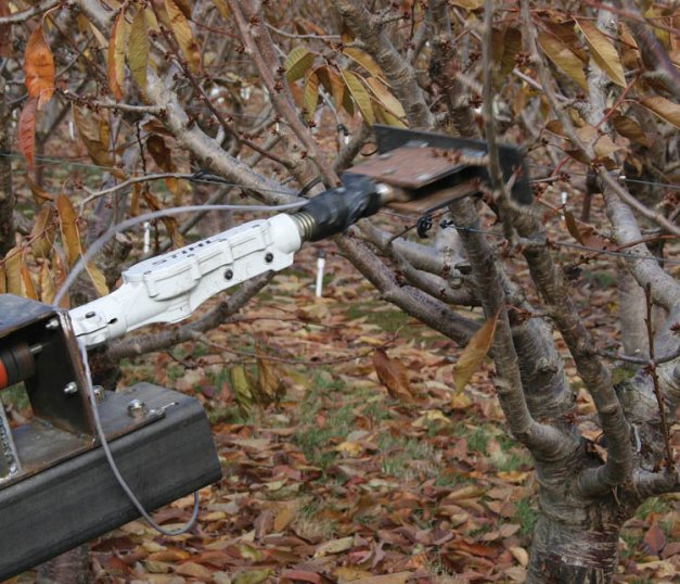 WSU engineers are developing a vibrating actuator that will be used with a mechanical harvester to shake limbs and remove fruit without damaging the trees. 