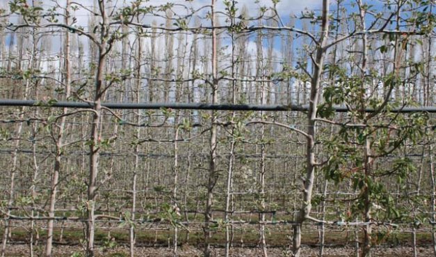 The optimized orchard system generates high production and high-value target fruit. The trees have little structural wood and are supported by an eight-wire trellis.