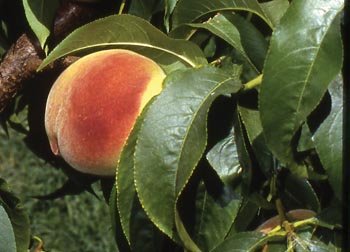 Elberta is not highly colored, but it has good flavor, bears dependably, and is widely adapted—traits the helped it dominate the peach industry for nearly  a century.