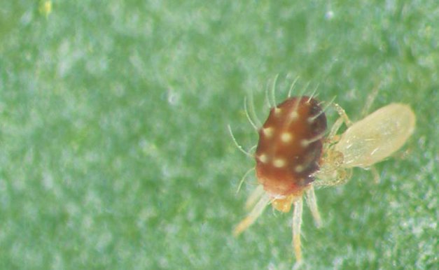 One of the keys to integrated mite control was that the western predatory mite Typhlodromus occidentalis could effectively control spider mites under certain conditions. In the picture, a “typh” attacks the larger European red mite.  