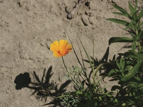 The California poppy may have potential as a cover crop to attract beneficial insects to eastern Washington vineyards.