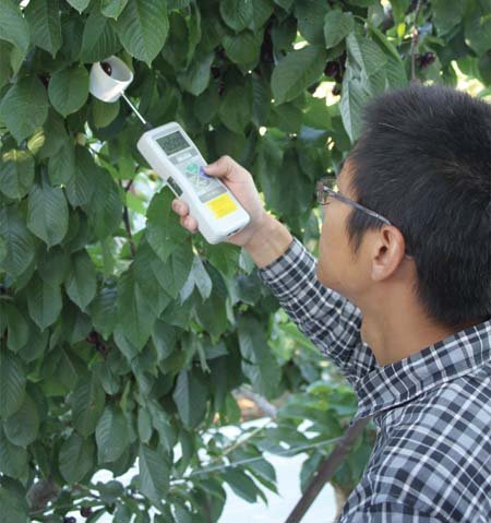 Du Chen, a visiting doctoral student at Washington State University in Prosser, tests a cherry with a digital force gauge. This testing is done to determine the force required to separate the fruit from the stem.