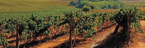 A Delheim Wines vineyard at Klapmutskop Hill in South Africa’s Stellenbosch region. Delheim has committed all its acreage to the Biodiversity and Wine Initiative.