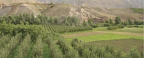 Apples are interplanted with other crops in the remote Ait Bouguemez Valley in Morocco. 
