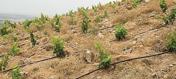 Rocks are plentiful in this block of Syrah that will be trained to the vertical shoot positioned bilateral cordon.