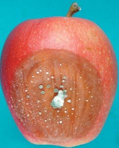 Chang-Lin Xiao recommends that use  of Penbotec and Scholar alternate from year  to year to preserve their effectiveness  against fungal pathogens like this blue mold  on a Gala apple.
