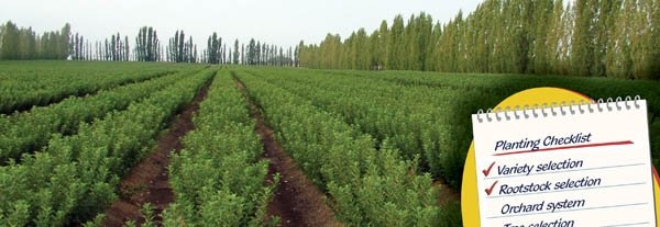 Malling 9 rootstocks, shown in layer beds at Willow Drive Nursery, Washington, have proven to be the most efficient rootstocks in most regions. The various clones differ considerably in size, with 337 among the smallest and Nic.29 the largest. 