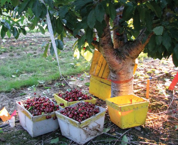 Lapins fruit quality was excellent in all three years of the deficit irrigation study.