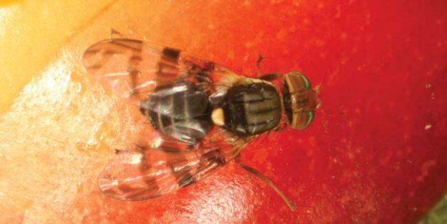 The western cherry fruit fly has not been found in California's cherry-growing districts.