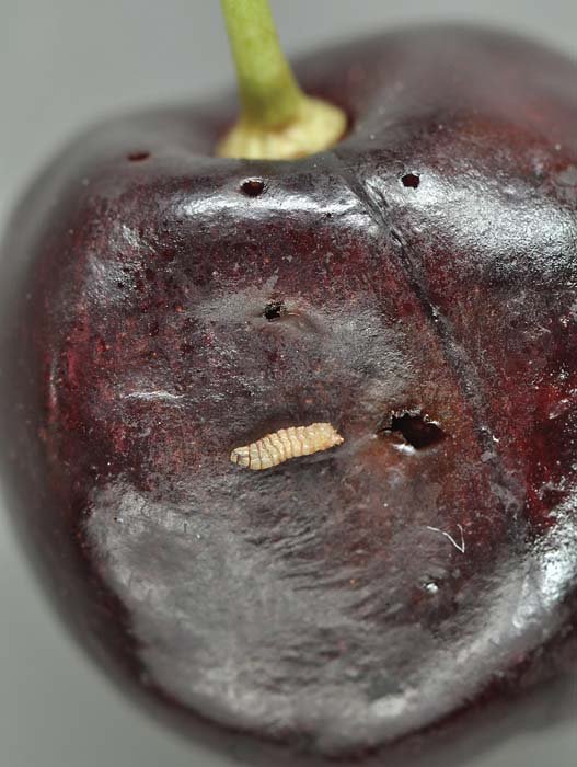 Spotted wing drosophila larvae that hatch from eggs inside the fruit sometimes pop out and walk around on the surface. The spotted wing drosophila can pupate inside the cherry, outside the cherry, or halfway out.
