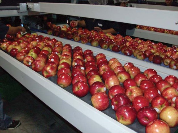 Honeycrisp apples flow through the new three-lane  Compac packing line at Lake Ontario Fruit Company.  The company expanded last summer, and found funding available at a good interest rate.