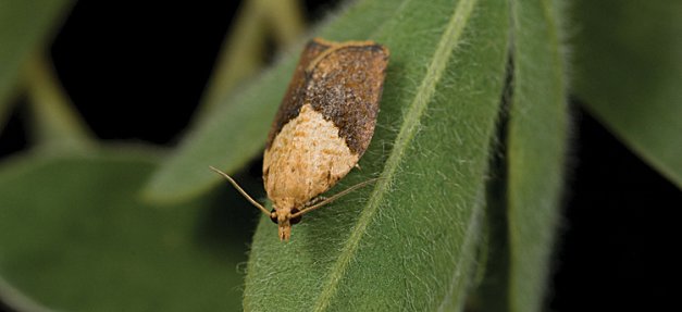 The light brown apple moth is about a quarter of an inch long.