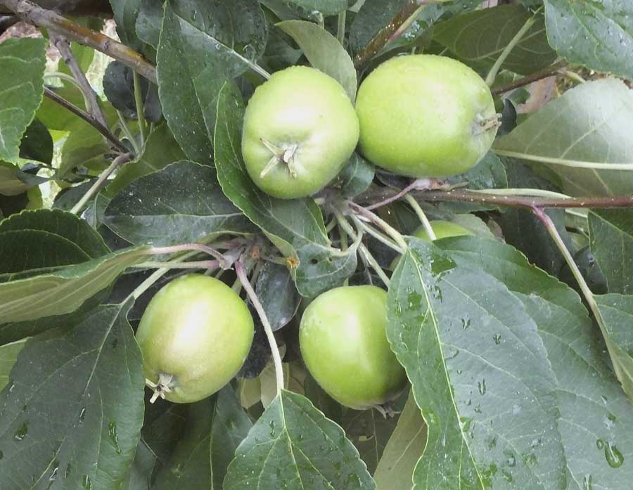 SweeTango apples in late June at Wittenbach Orchards. <b>(By Leslie Mertz)</b>