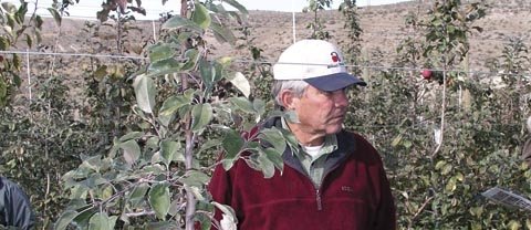 Dave Allan of Yakima is using a similar system to Auvil Fruit Company’s, except that he uses a vertical trellis