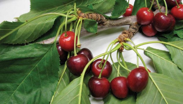 Little cherry disease made a dramatic resurgence in Washington in 2010 and has since spread rapidly. These Sweetheart cherries show symptoms of small and puny fruit.