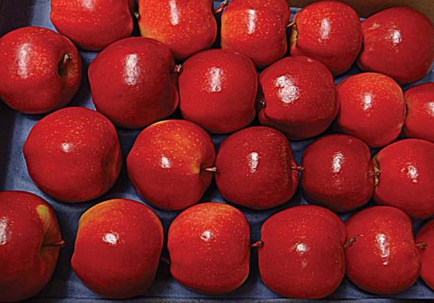 WA 2  is a bright red-pink color with distinct lenticels. It is at prime eating quality several months after harvest. 