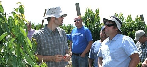 Brandon Lewis (center) of Columbia Basin Nursery listens to Dr. Matt Whiting (left) and Mark Hanrahan (right) discuss the UFO cherry system.