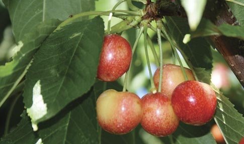 Skylar Rae cherries about a week before harvest. In tests, the soluble solids have been as high as 30° Brix.