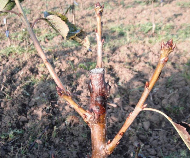 A canker from the bacteria Pseudomonas syringae has developed in this young cherry tree.