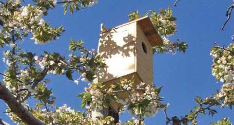 Ben Dover sells kestrel boxes mainly to cherry growers, though they’re also catching on with grape, apple, and blueberry growers. 