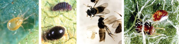These four creatures have survived pesticide treatments to become the most important biocontrol agents in eastern apple orchards. There are two species of predatory mites (far left and far right pictures); the “mite destroyer” ladybeetle Stethorus punctum (center left); and the woolly apple aphid parasitic wasp, Aphelinus mali.