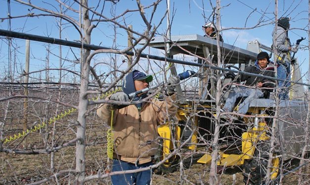 Precision pruning is a good first step to adjusting crop load and producing fruit of the best size and quality. Pruning to a specified number of buds starts the fruit thinning process at the earliest possible stage.