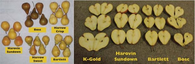 The Canadian Food Inspection Agency compared Harovin Sundown to other pear varieties and took these photographs. Note the large size, the blockiness and fullness at the neck, and the smooth finish of the Harovin Sundown.