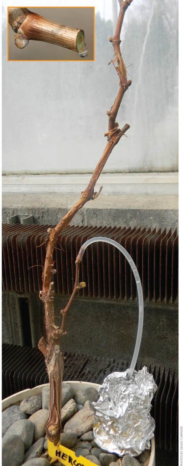 Bleeding (inset photo) caused by root pressure is associated with bud swell and bud break. Bleeding sap is collected from a potted Merlot grapevine in a Washington State University study looking at the consequences of dry soil during bud swell and bud break. 