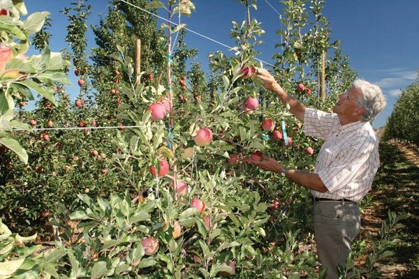 Retired WSU apple breeder Dr. Bruce Barritt checks another promising selection in an evaluation plot in a commercial orchard. 