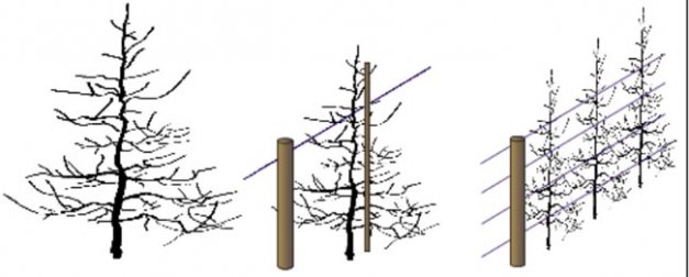 The Michigan study compared three systems—from left, central leader, vertical axe, and tall spindle.