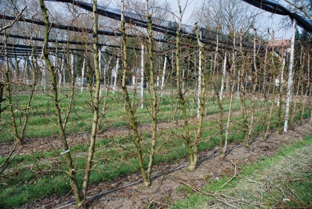 Bibaum (divided trunk) pears are grown at the Ferrara fruit research station in Italy