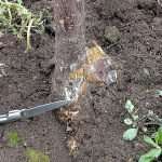 Armillaria armor in the orchard 4yoMahalebRootsstockArmillaria-1-feat