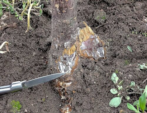 Armillaria armor in the orchard