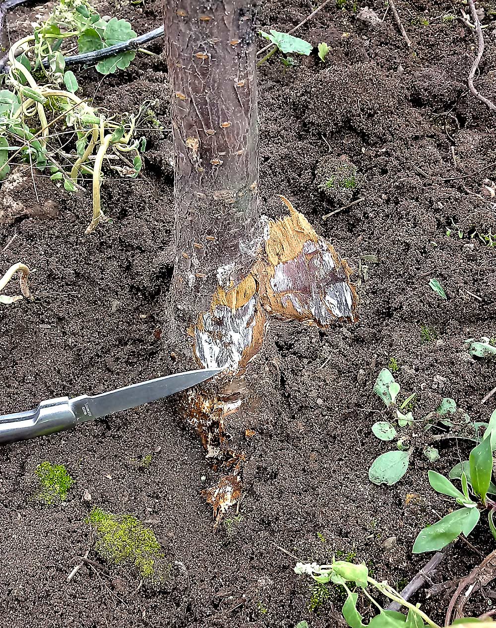 A 4-year-old cherry tree on Mahaleb rootstock infected with armillaria root rot. No known cherry rootstocks are resistant to the fungus. (Courtesy Pratima Devkota/Michigan State University)