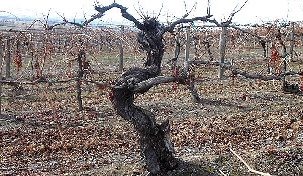One of the original vines planted in 1917 by William Bridgeman, still in production today.
