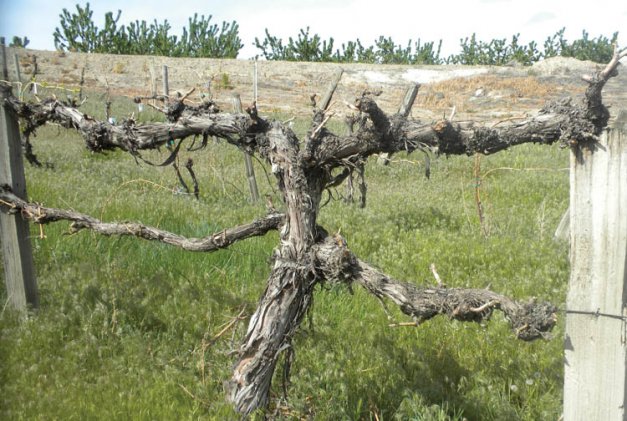 These Muscat of Alexandria vines on Snipes Mountain are nearly 100 years old and have been retrained about a dozen times after winter damage