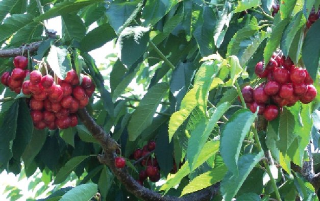 The Pacific Northwest cherry industry is seeing the effects of a shift to self-fertile varieties in the form of higher and more consistent yields.