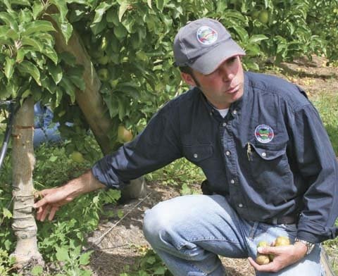 Unable to obtain trees on virus-free M.9 rootstocks, Australian orchardists like Howard Hansen have to get by with more vigorous rootstocks and use techniques such as girdling or growth regulators to control tree vigor.