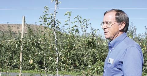 WSU Extension educator Tim Smith discusses a demonstration planting of d'Anjou pears 