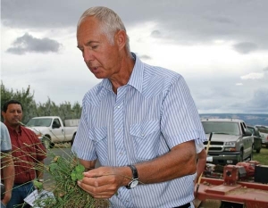 Dr. Steve Fransen points out that the ladino clover had pink root nodules, indicating that it was fixing nitrogen.