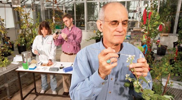 Horticulturist Ralph Scorza pollinates plum flowers while geneticist Ann Callahan measures sugar content and molecular biologist Chris Dardick measures fruit size. FasTrack allows scientists to pollinate flowers and evaluate fruit from the same plants in the greenhouse year round. 