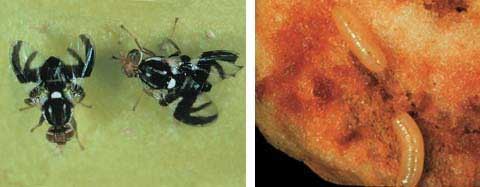 Left: The apple maggot is about the size of a house fly and has distinctive markings on its wings, a white patch on its thorax, and red eyes. Right: Apple maggot larvae hatch from eggs laid under the fruit skin and develop there for up to seven weeks before.
