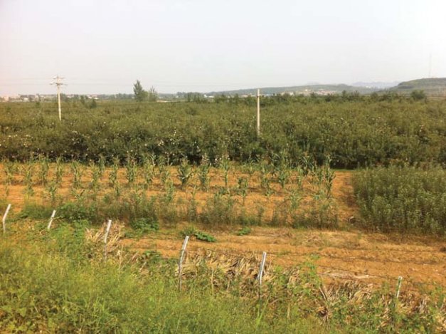 Chinese packers have been unable to convince growers to update orchards to improve yields and color. Shandong growers are unwilling to lose production in the short term in order to improve future production.