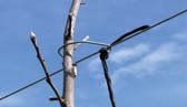The galvanized wire used for trellises might contribute significantly to the environmental footprint of an orchard because of the large amount of energy used in its manufacture.